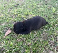 #03, a female Frenchton for sale in Hartford, AL – Photo 3 of 5