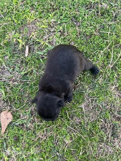 #03 – Frenchton puppy for sale in Hartford, AL