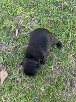 #03, a female Frenchton for sale in Hartford, AL – Photo 1 of 5