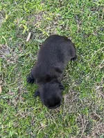 #03, a female Frenchton for sale in Hartford, AL – Photo 2 of 5