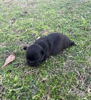 #03, a female Frenchton for sale in Hartford, AL – Photo 5 of 5