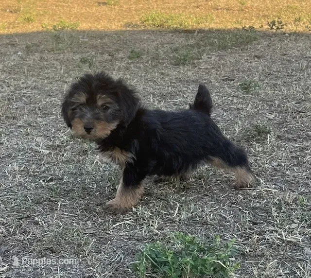 #1168 – Yorkipoo puppy for sale in Hartford, AL
