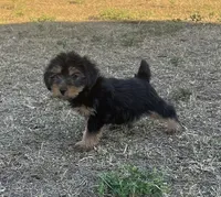 #1168, a male Yorkipoo for sale in Hartford, AL – 1 of 1