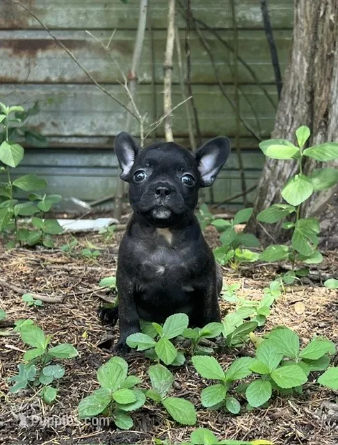 co co – Frenchton puppy for sale in Hartford, AL