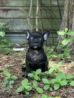 co co, a female Frenchton for sale in Hartford, AL – 1 of 1
