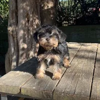#1174, a male Yorkipoo for sale in Hartford, AL – 3 of 3