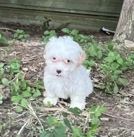 #1164, a female Maltipoo for sale in Hartford, AL – 2 of 2