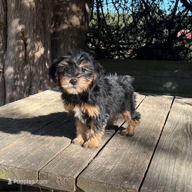 #1172, a female Yorkipoo for sale in Hartford, AL – 1 of 4
