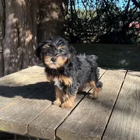 #1172, a female Yorkipoo for sale in Hartford, AL – 1 of 4