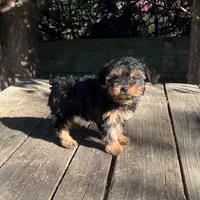 #1173, a female Yorkipoo for sale in Hartford, AL – 4 of 4