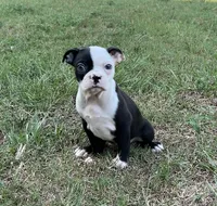 #8040, a female Boston Terrier for sale in Hartford, AL – 4 of 5