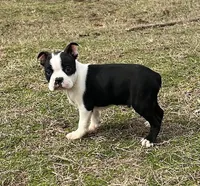 # 328, a male Boston Terrier for sale in Hartford, AL – Photo 2 of 3