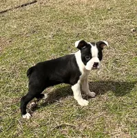 # 328, a male Boston Terrier for sale in Hartford, AL – Photo 3 of 3