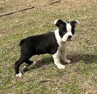 # 328, a male Boston Terrier for sale in Hartford, AL – Photo 1 of 3