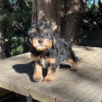 #1172, a female Yorkipoo for sale in Hartford, AL – 2 of 4