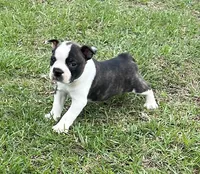 #02, a male Frenchton for sale in Hartford, AL – 1 of 8
