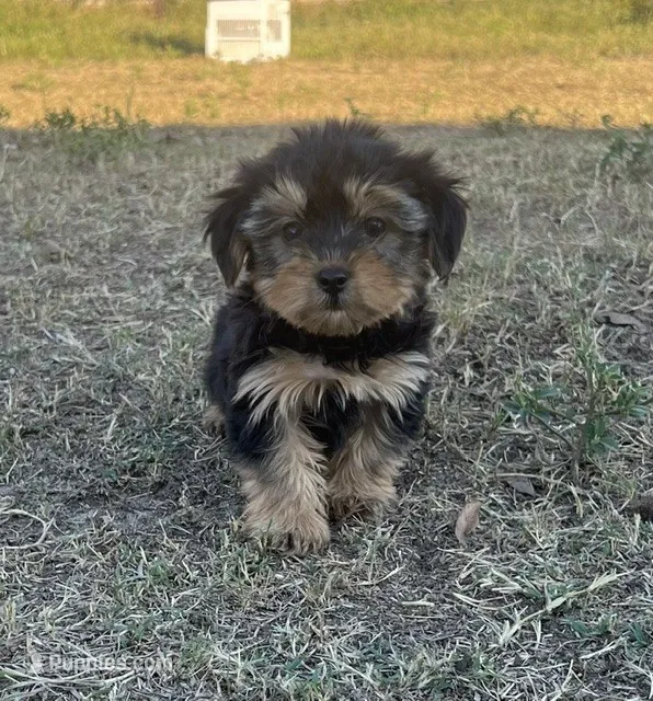 1169 – Yorkipoo puppy for sale in Hartford, AL