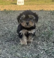 1169, a male Yorkipoo for sale in Hartford, AL – 1 of 2