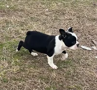 #329, a male Boston Terrier for sale in Hartford, AL – Photo 4 of 4