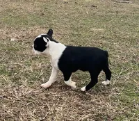 #329, a male Boston Terrier for sale in Hartford, AL – Photo 2 of 4