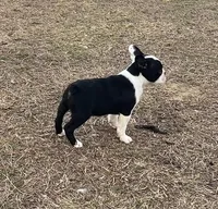 #329, a male Boston Terrier for sale in Hartford, AL – Photo 3 of 4