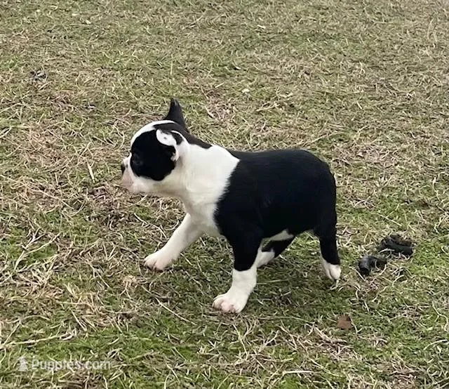 #329, a male Boston Terrier for sale in Hartford, AL – Photo 1 of 4