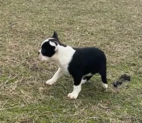 #329, a male Boston Terrier for sale in Hartford, AL – Photo 1 of 4