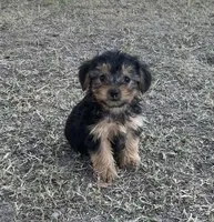 #1170, a male Yorkipoo for sale in Hartford, AL – 2 of 2