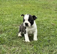 #02, a male Frenchton for sale in Hartford, AL – 5 of 8