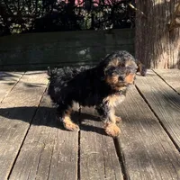#1173, a female Yorkipoo for sale in Hartford, AL – 1 of 4