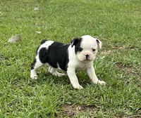 #03, a female Frenchton for sale in Hartford, AL – 8 of 9