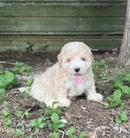 # 1162, a male Maltipoo for sale in Hartford, AL – 1 of 1