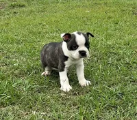 #02, a male Frenchton for sale in Hartford, AL – 6 of 8