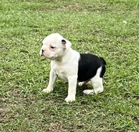 #03, a female Frenchton for sale in Hartford, AL – 4 of 9