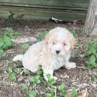 # 1163, a female Maltipoo for sale in Hartford, AL – 2 of 2