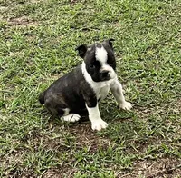 #01, a male Frenchton for sale in Hartford, AL – 7 of 7