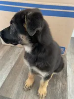 Lime, a female German Shepherd Dog for sale in Arlington, TX – 3 of 4