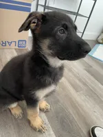 Lime, a female German Shepherd Dog for sale in Arlington, TX – 4 of 4