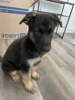 Lime, a female German Shepherd Dog for sale in Arlington, TX – 2 of 4