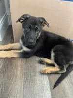 Lime, a female German Shepherd Dog for sale in Arlington, TX – 1 of 4