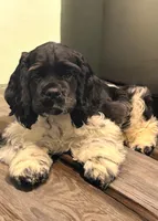 AKC “Alfred”, a male Cocker Spaniel for sale in Darlington, SC – 2 of 5