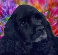 AKC “Winston”, a male Cocker Spaniel for sale in Darlington, SC – Photo 4 of 4