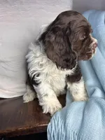 AKC “Winston”, a male Cocker Spaniel for sale in Darlington, SC – Photo 2 of 4