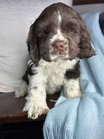 AKC “Winston”, a male Cocker Spaniel for sale in Darlington, SC – Photo 1 of 4