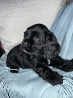 AKC “Oliver”, a male Cocker Spaniel for sale in Darlington, SC – Photo 1 of 4