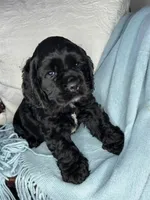 AKC “Oliver”, a male Cocker Spaniel for sale in Darlington, SC – Photo 2 of 4