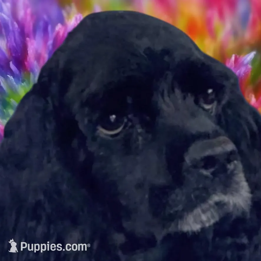 AKC “Oliver”, a male Cocker Spaniel for sale in Darlington, SC – Photo 4 of 4