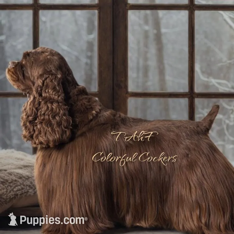 AKC “Oliver”, a male Cocker Spaniel for sale in Darlington, SC – Photo 3 of 4