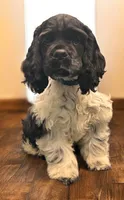 AKC “Alfred”, a male Cocker Spaniel for sale in Darlington, SC – 3 of 5