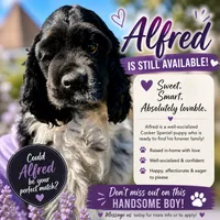 AKC “Alfred”, a male Cocker Spaniel for sale in Darlington, SC – 1 of 5